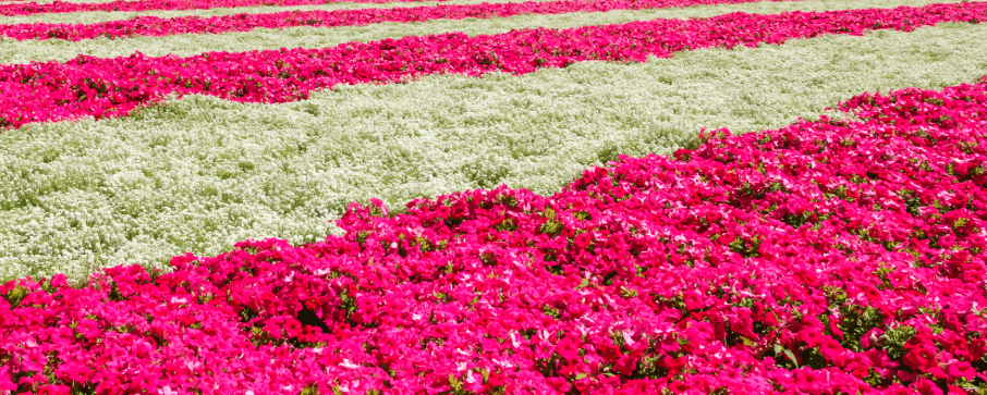 Komodo Islands, Indonesia